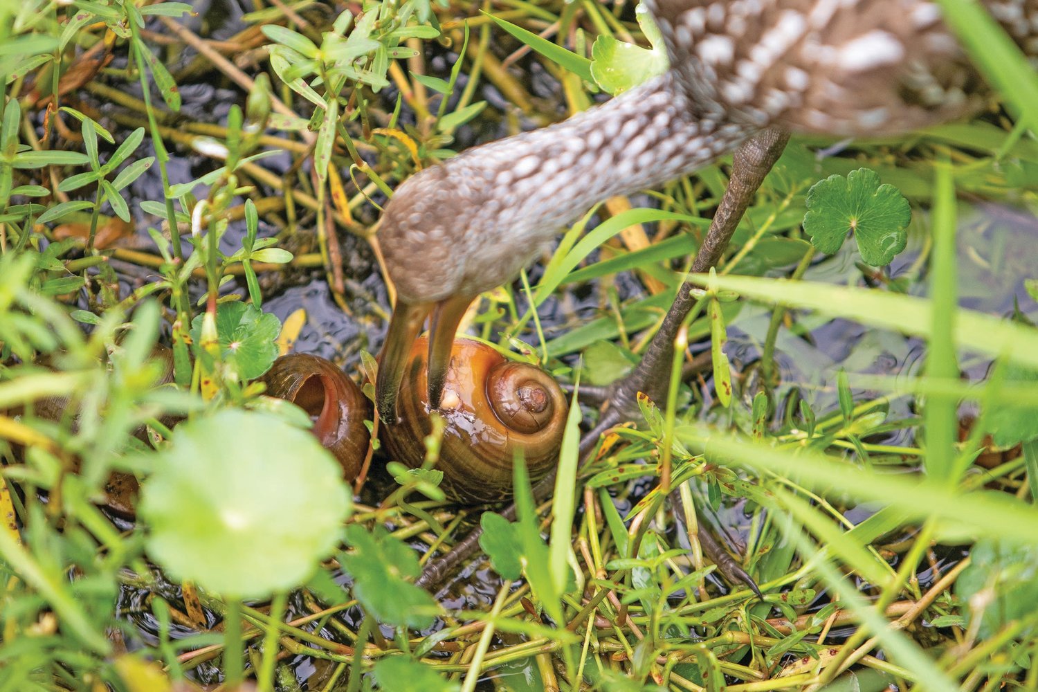 A Limpkin eating an apple snail.